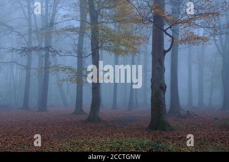 Old beech forest in autumn mood, discoloration of leaves, leaf fall, thick fog at blue hour, typical november day, Europe. Stock Photo