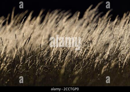 Grasses on a wild meadow, common grasses illuminated by the sun, in backlight, high grass blowing in the wind, wild nature, Europe. Stock Photo