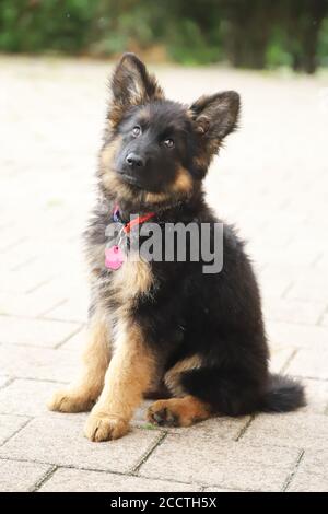 Little german shepherd pup with black mask and black and tan long-hair sitting Stock Photo