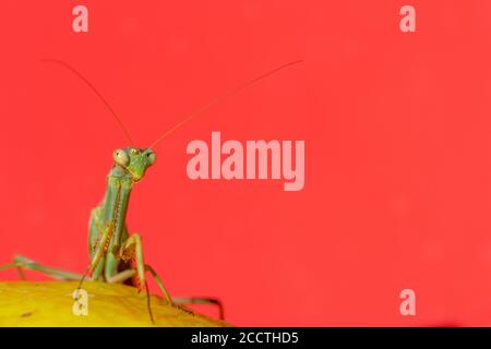 Close-up view of a green praying mantis perched on a lemon with a red background Stock Photo