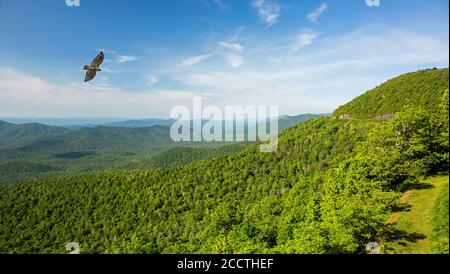 A red-tailed hawk soars above a Blue Ridge Parkway vista in North Carolina with Looking Glass Rock in the distance. Stock Photo
