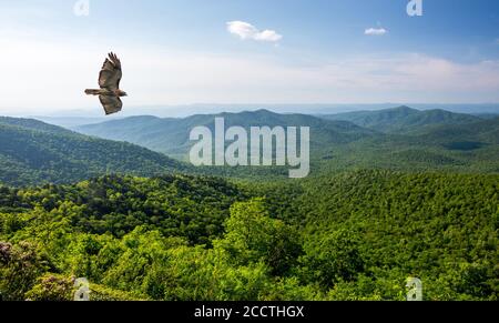 A red-tailed hawk soars above a mountain overlook on the Blue Ridge Parkway in North Carolina. Stock Photo