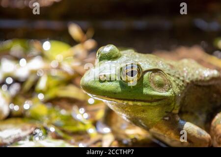 Large adult American Bullfrog close up Stock Photo