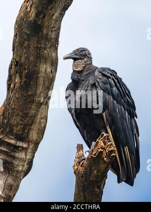 American black vulture (Coragyps atratus) perched on a dead tree branch - Florida, USA Stock Photo