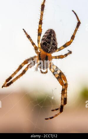 Male Cross (Araneus diadematu) spider sitting on a web. Stock Photo