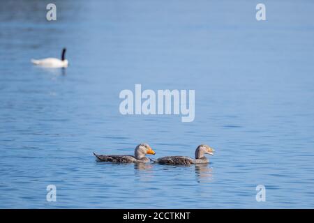 Magellanic Steamerduck (Tachyeres pteneres) pair on water. Chiloé. Los Lagos Region. Chile. Stock Photo