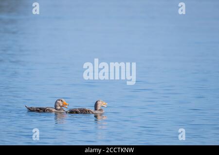 Magellanic Steamerduck (Tachyeres pteneres) pair calling from water. Chiloé. Los Lagos Region. Chile. Stock Photo