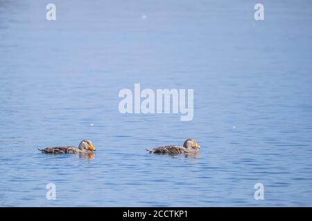 Magellanic Steamerduck (Tachyeres pteneres) pair on water. Chiloé. Los Lagos Region. Chile. Stock Photo