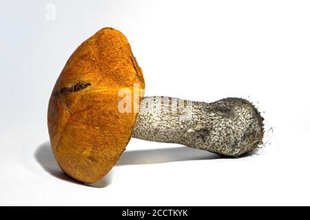 Leccinum mushroom isolate on a white background close-up. One whole edible mushroom on white background. Stock Photo