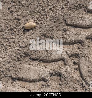 Single solitary isolated potato lying on soil and tractor tyre track. Abstract potato farming, metaphor UK food production, UK agriculture, hot potato Stock Photo