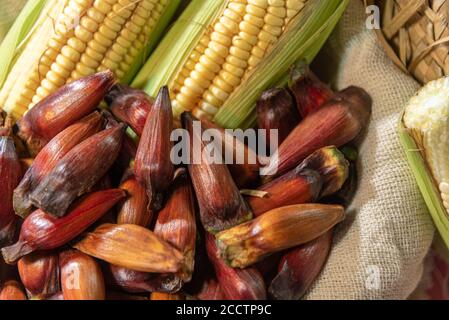 Pine nuts (Araucaria angustifolia) seeds. Ears of green corn. Delicacies for consumption at June parties in Brazil. St. John's Day. Popular festivals. Stock Photo