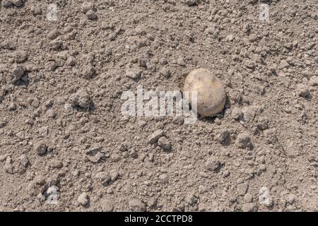 Single solitary isolated potato lying on crumbly soil during potato harvesting. Abstract potato farming, metaphor UK food production, UK agriculture. Stock Photo