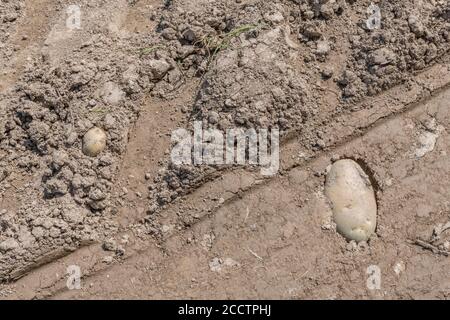 Single solitary isolated potato lying on soil and tractor tyre track. Abstract potato farming, metaphor UK food production, UK agriculture. Stock Photo