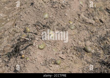 Exposed potatoes in ridges / hills with top shaws visible & awaiting