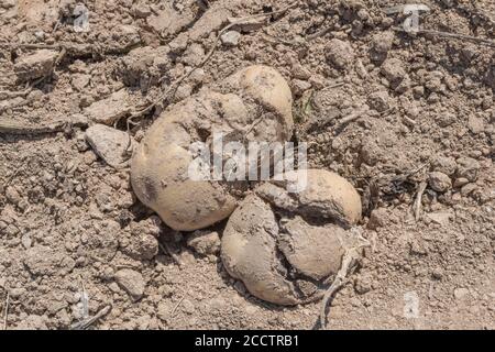 Couple of rotten potatoes / spuds (may be soft rot) which got left by the potato harvester. For UK potato industry, UK food production & agriculture. Stock Photo