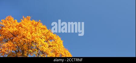 Bright orange yellow autumn leaves on tree top against clear blue sky. Wide banner with space for text on right side. Stock Photo