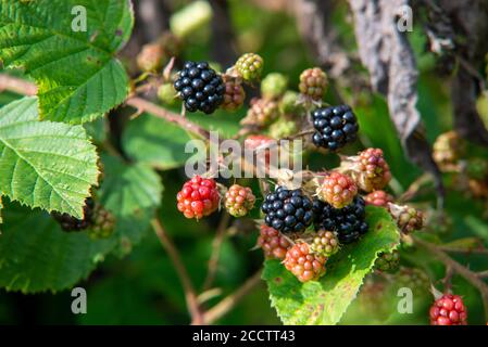 Ripening fruit of the Blackberry or Bramble Stock Photo