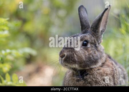 Small gray rabbit in garden with soft light selective focus shallow DOF Stock Photo