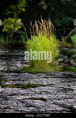 The River Till a tributary of the River Tweed near Etal, Northumberland, England, UK Stock Photo