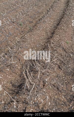 Exposed potatoes in ridges / hills with top shaws visible & awaiting ...