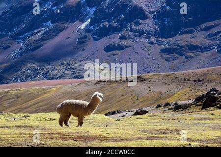 Alpacas near the Vilcanota mountain range in the Cusco region, Peru Stock Photo
