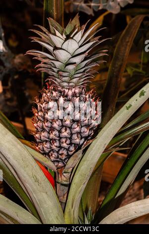 Pineapple (Ananas comosus) Plant with Developing Fruit Stock Photo