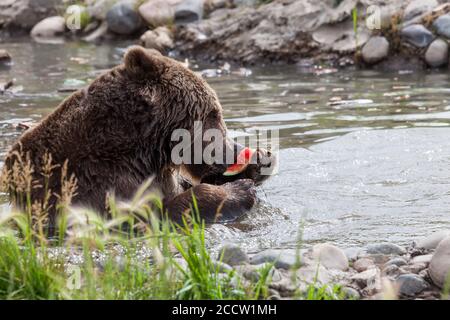 A large grizzly bear using the back of its paw to hold a piece of watermelon up to eat as it relaxes and plays in a shallow pond to cool off on a hot Stock Photo