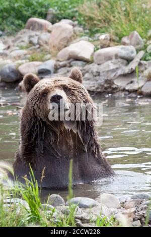 A large grizzly bear sits in a shallow pond and relaxes as it cools off on a hot summer day in Montana. Stock Photo