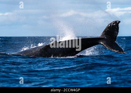 Humpback whale peduncle throw, USA, Hawaii, Maui, Lahaina, 02/19, Winter Stock Photo