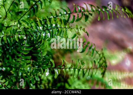 The Northern Maidenhair Fern's (Adiantum pedatum) fronds spiral from its center, creating a lacy pattern Stock Photo