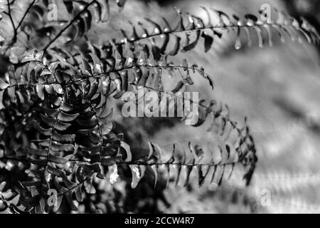 The Northern Maidenhair Fern's (Adiantum pedatum) fronds spiral from its center, creating a lacy pattern Stock Photo