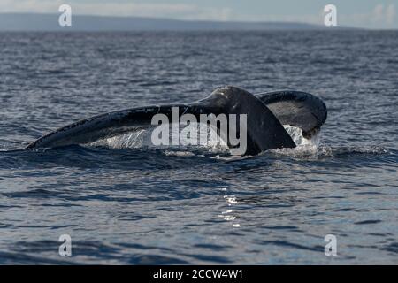 Humpback whale tail fluke. Hawaii, Maui, Lahaina, 02/19, Winter Stock Photo