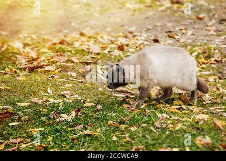 Cat sneaks for prey on the background of autumn foliage