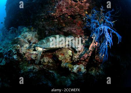 Green sea turtle, Chelonia mydas, rests on a coral reef besides a blue sponge, Haliclona sp., Sipadan Island, Malaysia Stock Photo