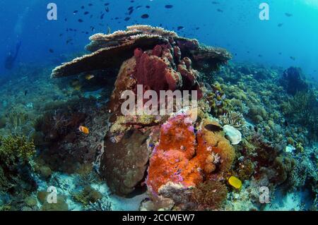 Biodiverse tropical coral reef scene, Komodo National Park, Indonesia Stock Photo