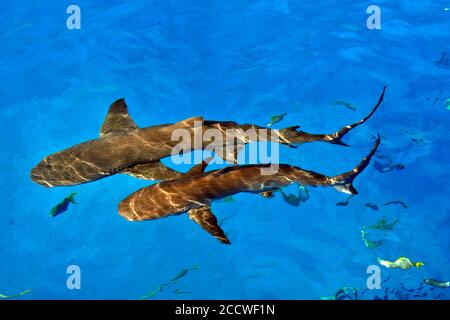 Lemon sharks, Negaprion brevirostris, Tiger Beach, Bahamas Stock Photo