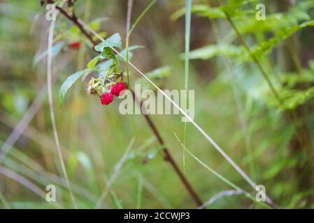 Wild raspberry plant with ripe berries, growing in the damp morning forest. Selective focus. Stock Photo