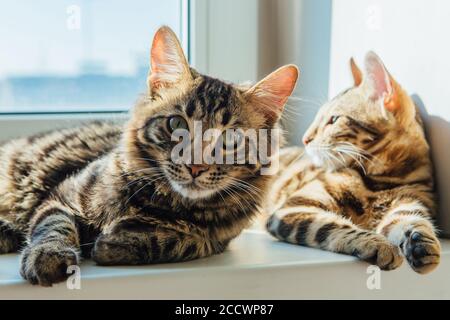 Two cute bengal cats laying on windowsill and relaxing. Stock Photo