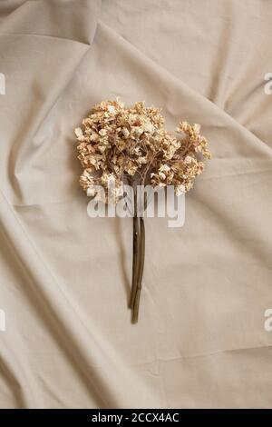 Dry pink hydrangea flower on natural cotton fabric background. flat lay, top view Stock Photo