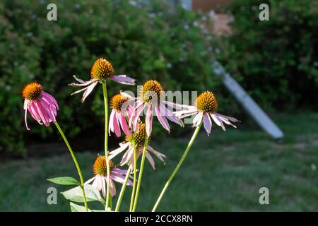 Close abstract view of purple coneflower (echinacea purpurea) wildflowers in a sunny outdoor butterfly garden Stock Photo