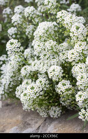 Sweet Alyssum Flowers - honey plant for bee-friendly garden Stock Photo