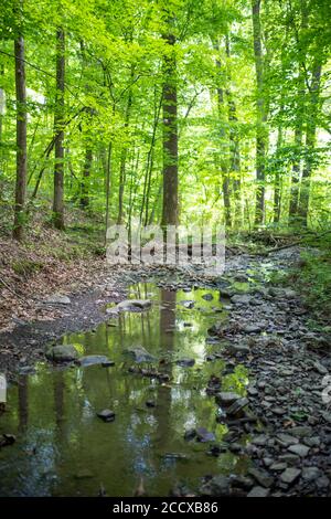 Idyllic full frame vertical photo of green forest and stream with copy space. Ethereal selective focus in natural light. Stock Photo