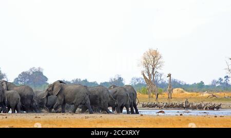 Vibrant waterhole with elephants having fun while Giraffes look on and vultures rest on the edge of the waterhole- Hwange National Park, Zimbabwe Stock Photo