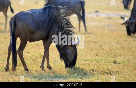 Blue Wildebeest (Connochaetes taurinus) grazing on the short yellow dry African plains in Hwange National Park Stock Photo