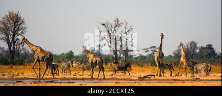 Panoramic scene of a vibrant waterhole in Hwange National Park.  Zebras and Giraffe congregate around a small waterhole in the midday sun, heat Haze a Stock Photo