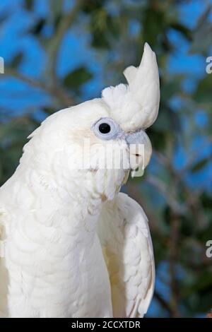 Philippine Cockatoo or Red-vented Cockatoo, cacatua haematuropygia, Portrait of Adult Stock Photo