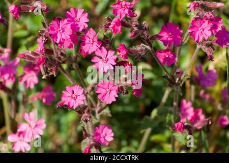 Red Campion (Silene dioica) Stock Photo