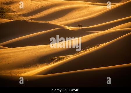 Beautiful light in Khongor sand dunes. Umnugobi province, Mongolia Stock Photo