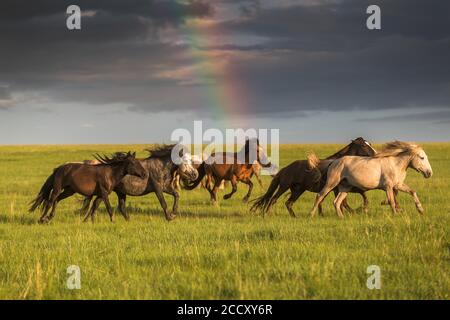 A herd of horses in the Mongolian steppe Stock Photo - Alamy
