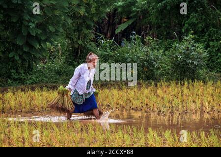 Planting Rice in Nakhon Nayok, Thailand Stock Photo